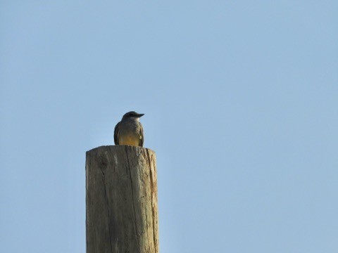 yellow-bellied kingbird sp. - ML640801553