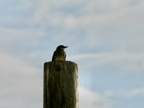 yellow-bellied kingbird sp. - ML640801554
