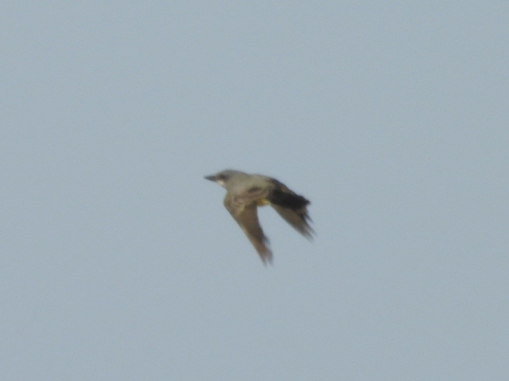 yellow-bellied kingbird sp. - ML640801555