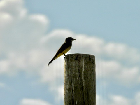 yellow-bellied kingbird sp. - ML640801556
