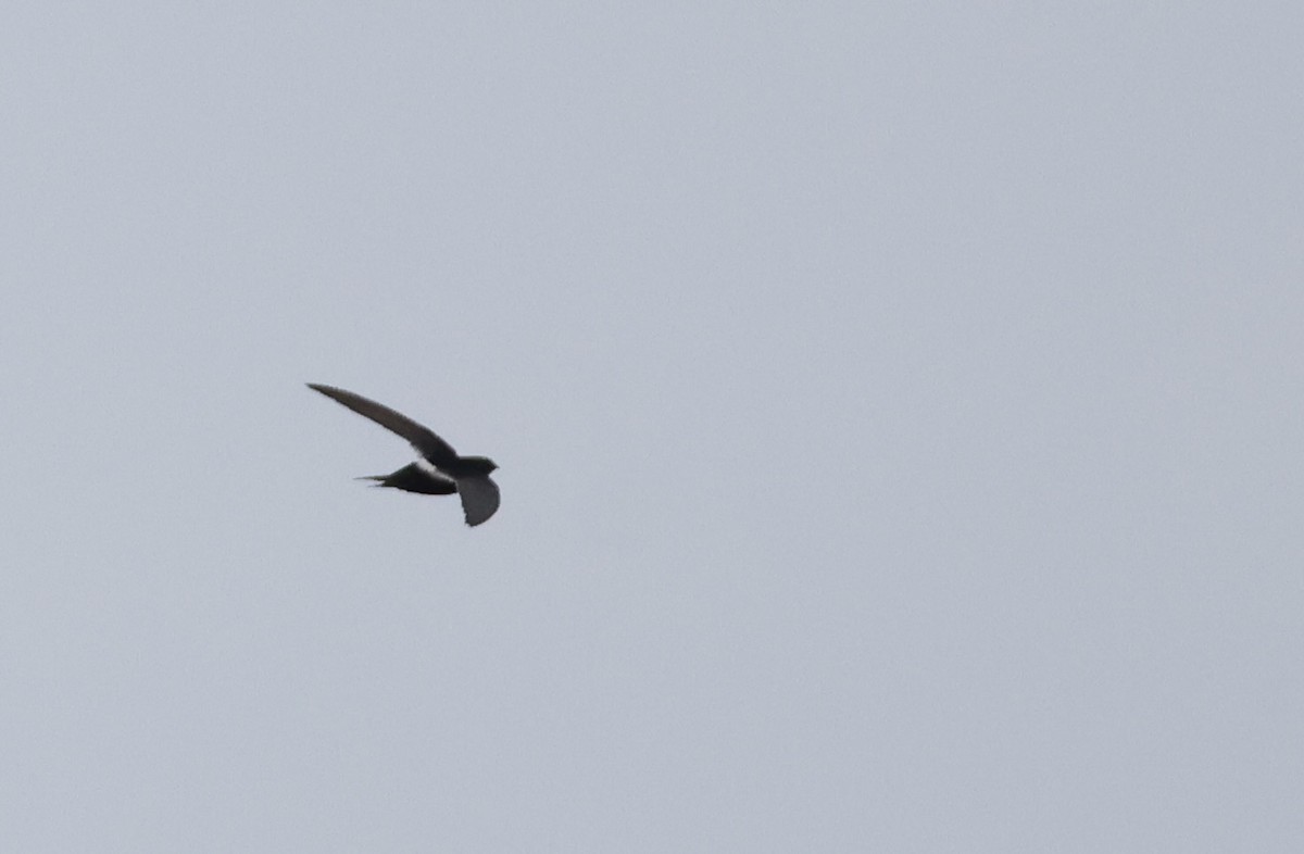 Horus Swift - ML640801564