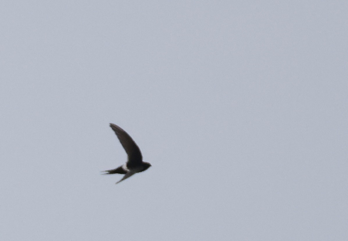 Horus Swift - ML640801565