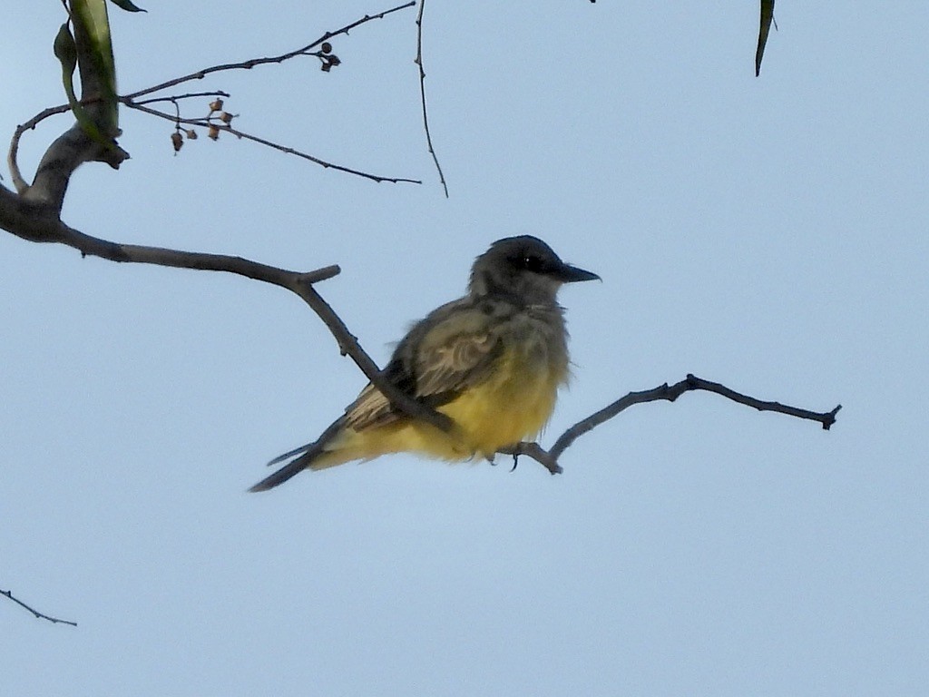 yellow-bellied kingbird sp. - ML640801576