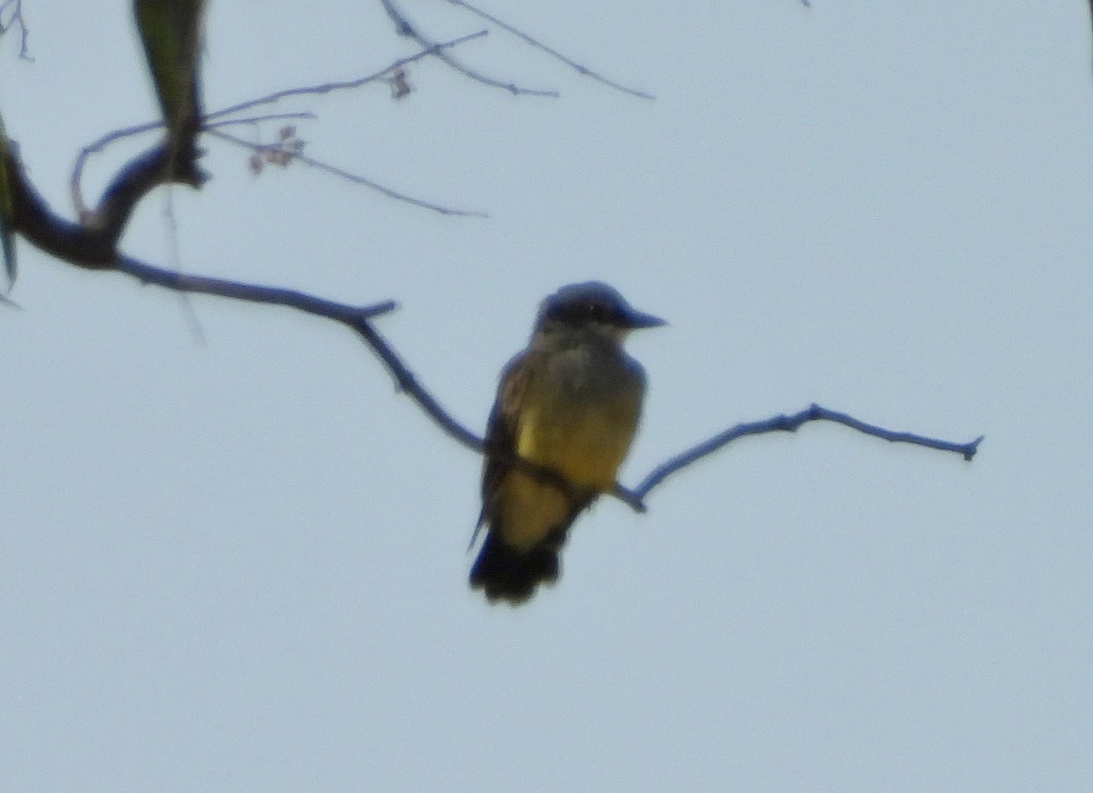 yellow-bellied kingbird sp. - ML640801577