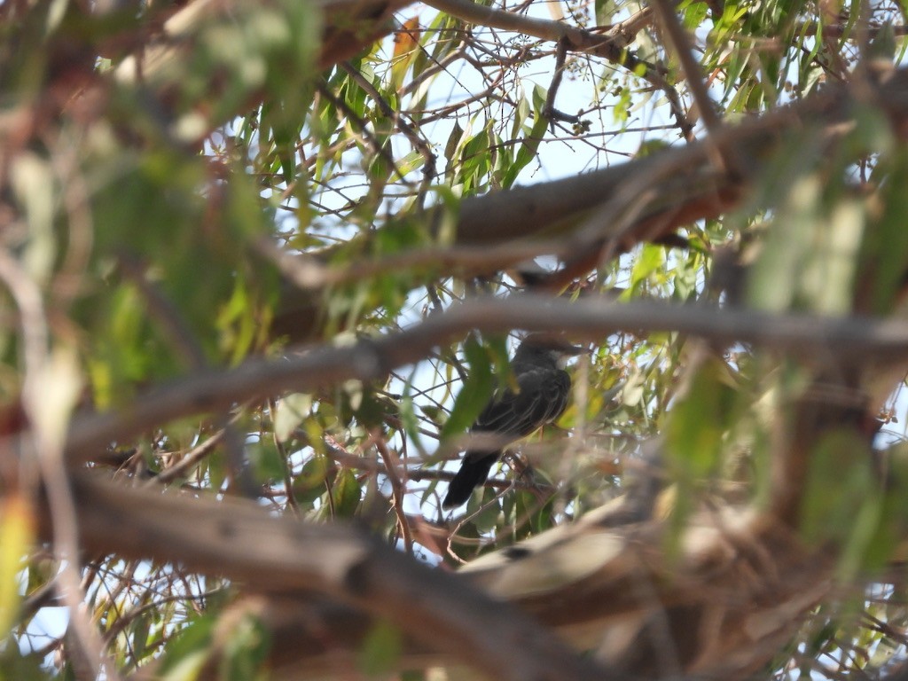 yellow-bellied kingbird sp. - ML640801593