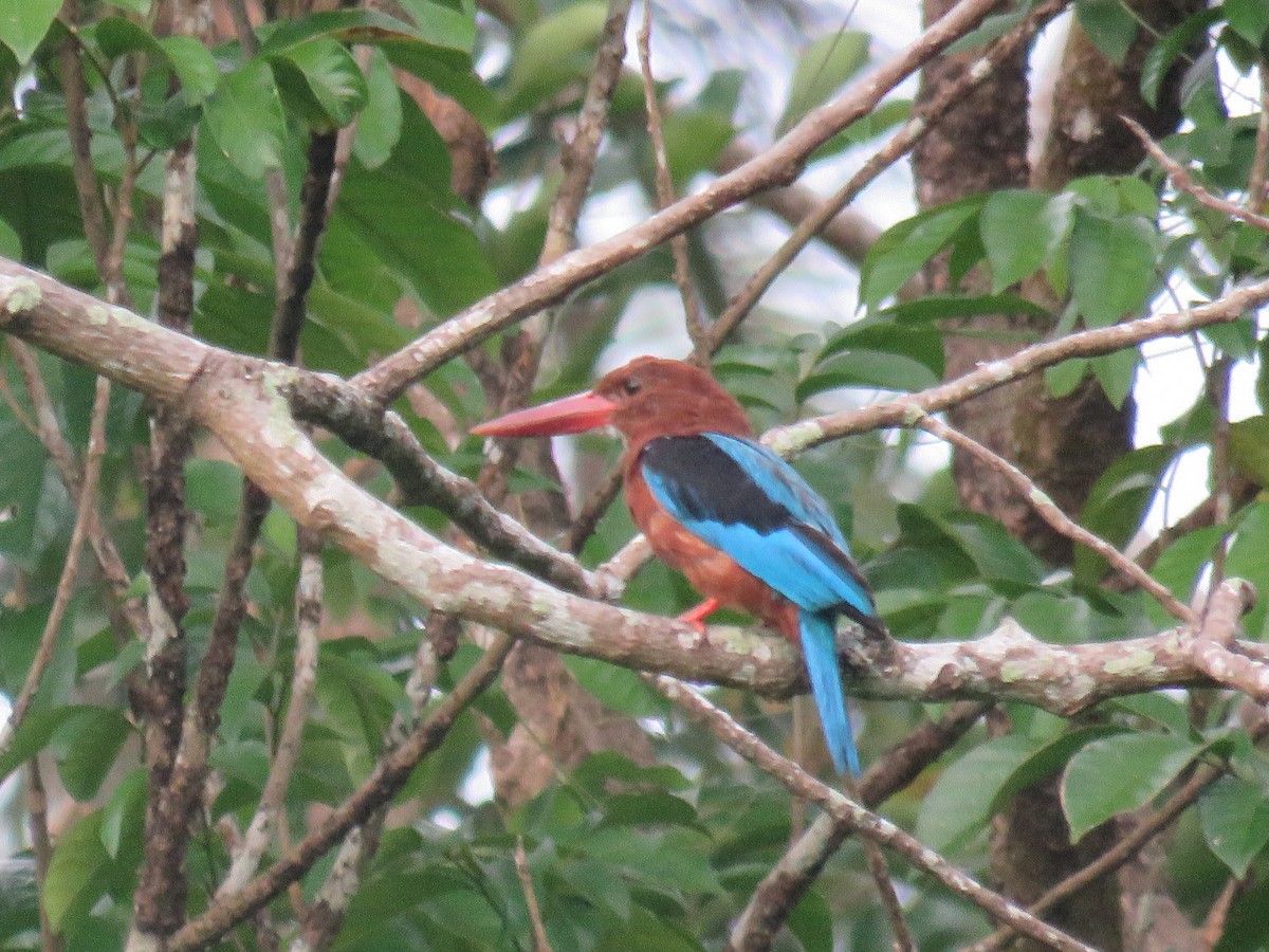 Brown-breasted Kingfisher - ML640801595