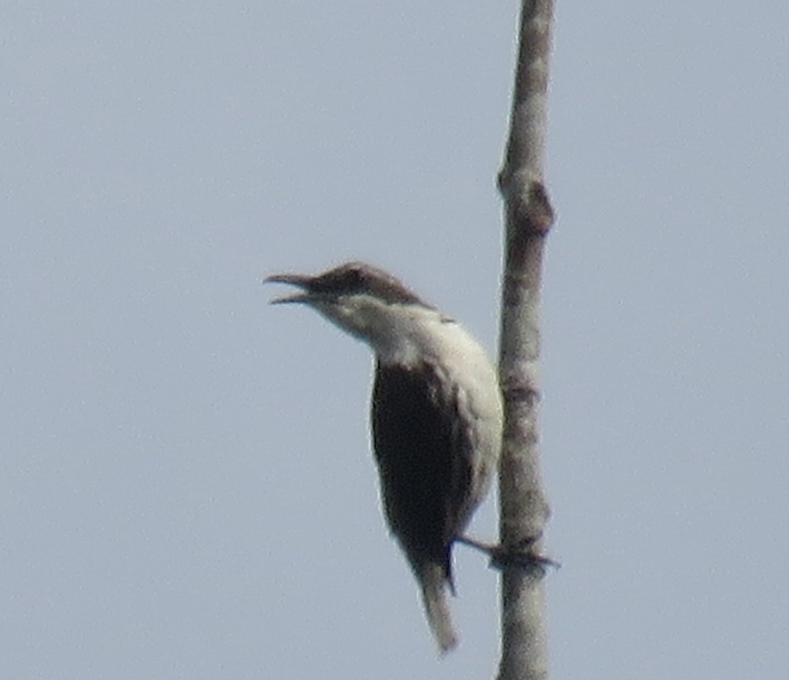 Stripe-sided Rhabdornis - ML640801598