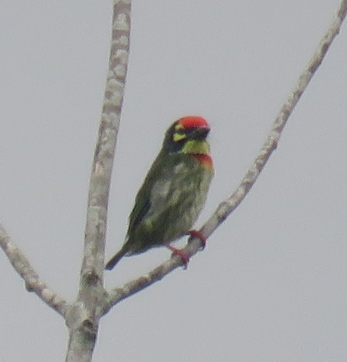 Al Göğüslü Barbet [haemacephalus grubu] - ML640801613