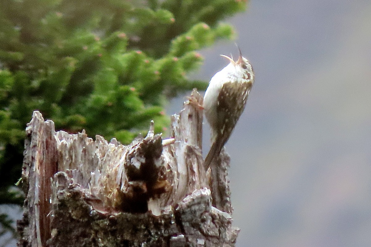 Hodgson's Treecreeper - ML640801640