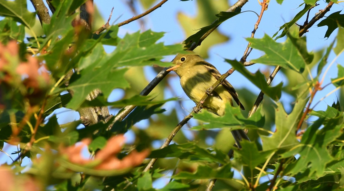 Yellow-bellied Flycatcher - ML640801646