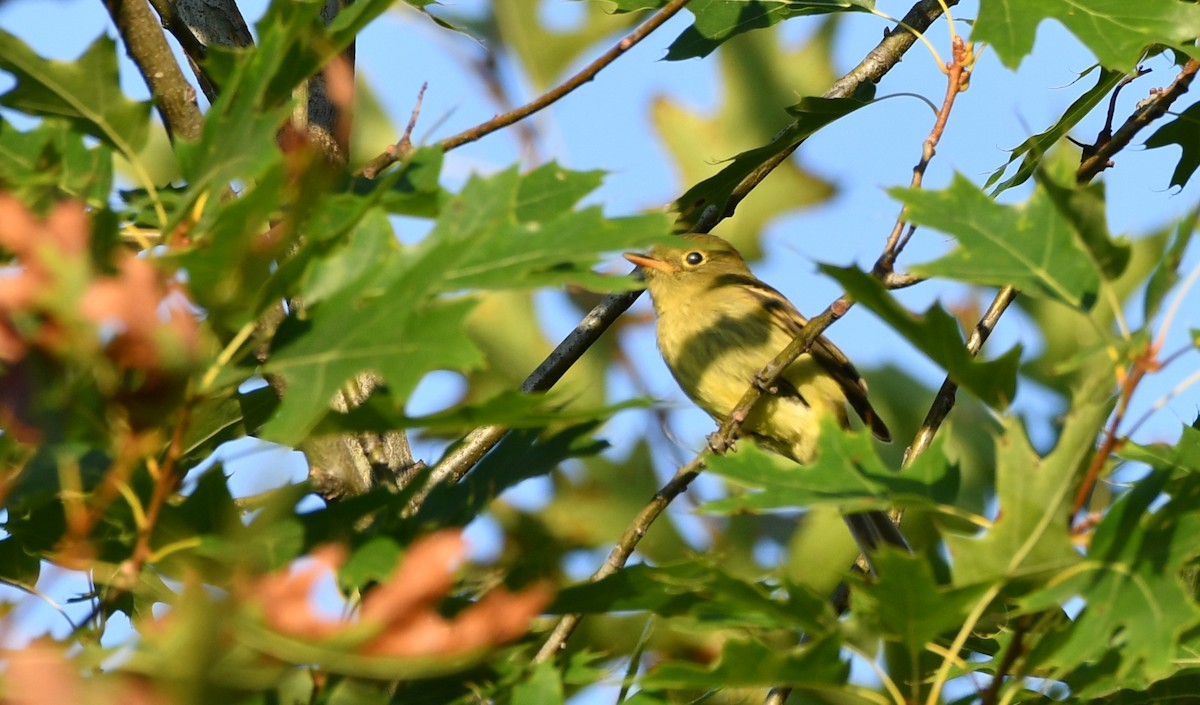 Yellow-bellied Flycatcher - ML640801649
