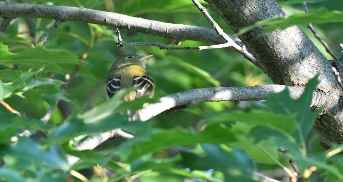 Yellow-bellied Flycatcher - ML640801659