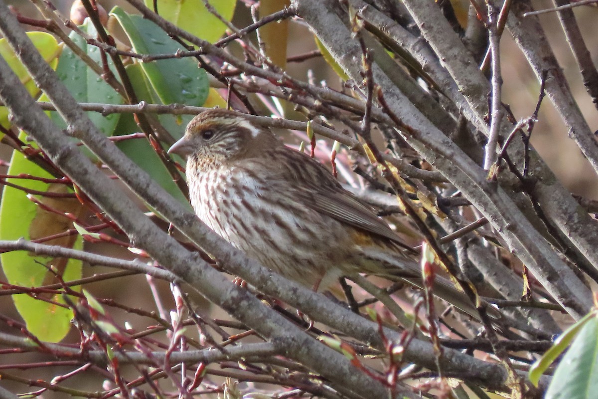 Chinese White-browed Rosefinch - ML640801667