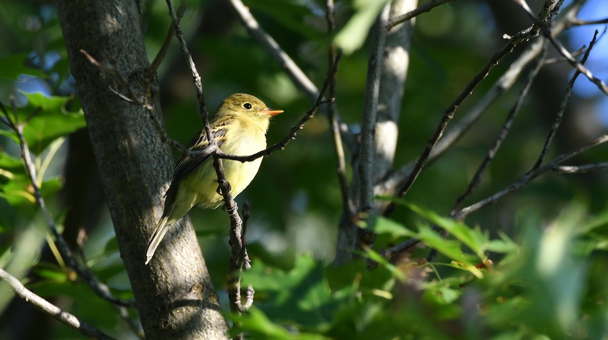Yellow-bellied Flycatcher - ML640801675