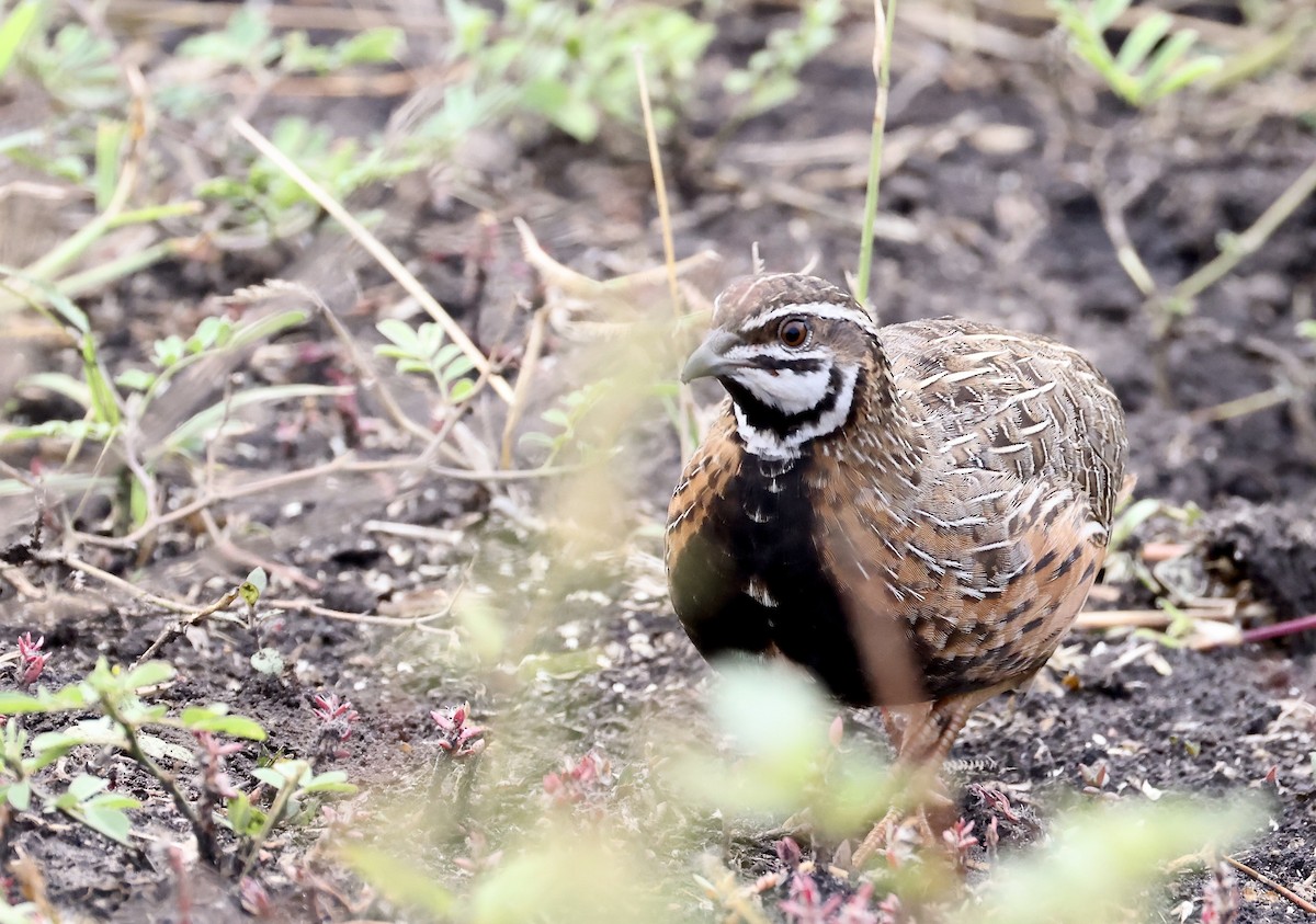 Harlequin Quail - ML640801729