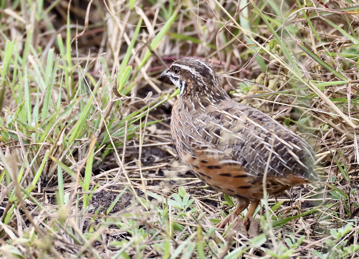Harlequin Quail - ML640801730