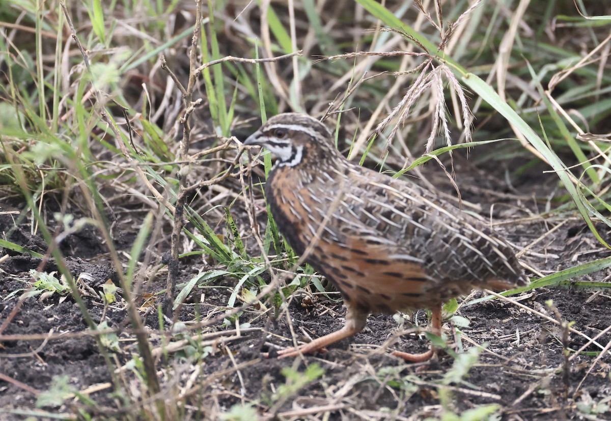Harlequin Quail - ML640801731