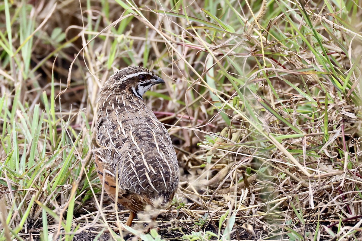 Harlequin Quail - ML640801732