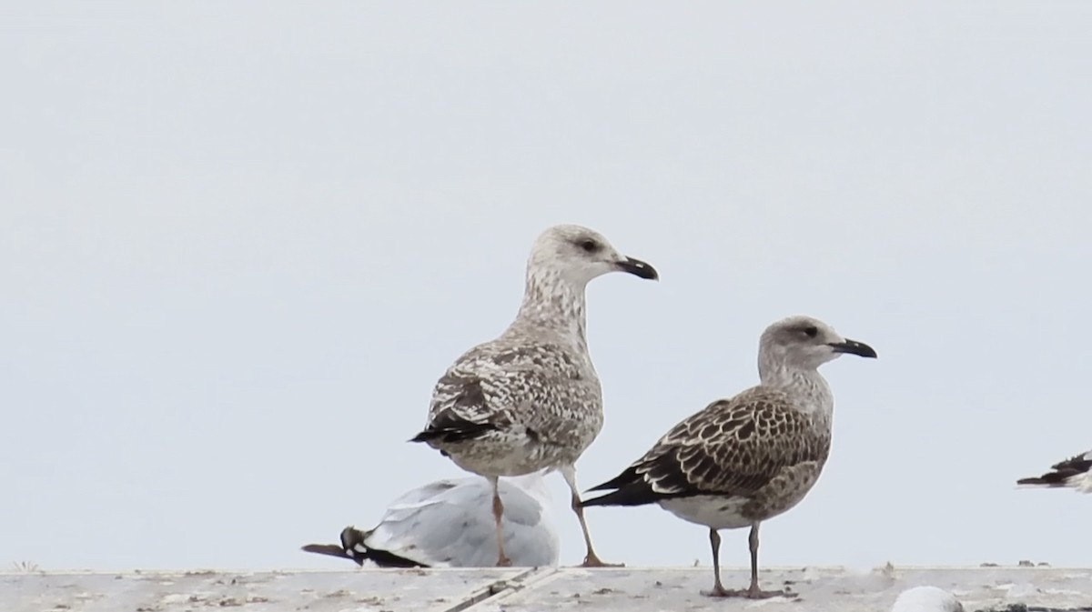 Caspian Gull - ML640801752