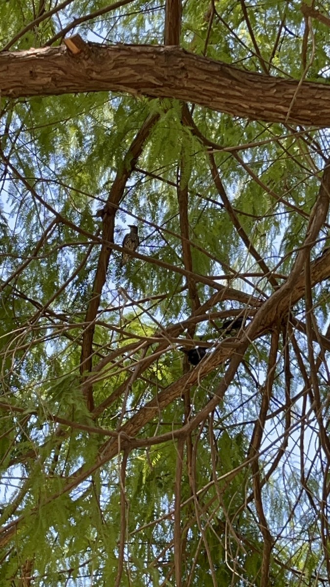 Asian Glossy Starling - ML640801753