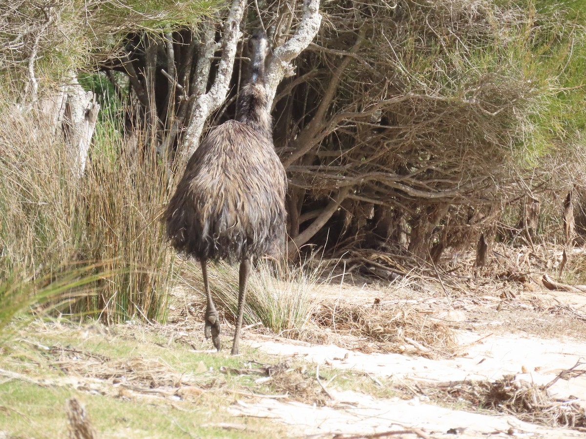 Emu - ML640801766