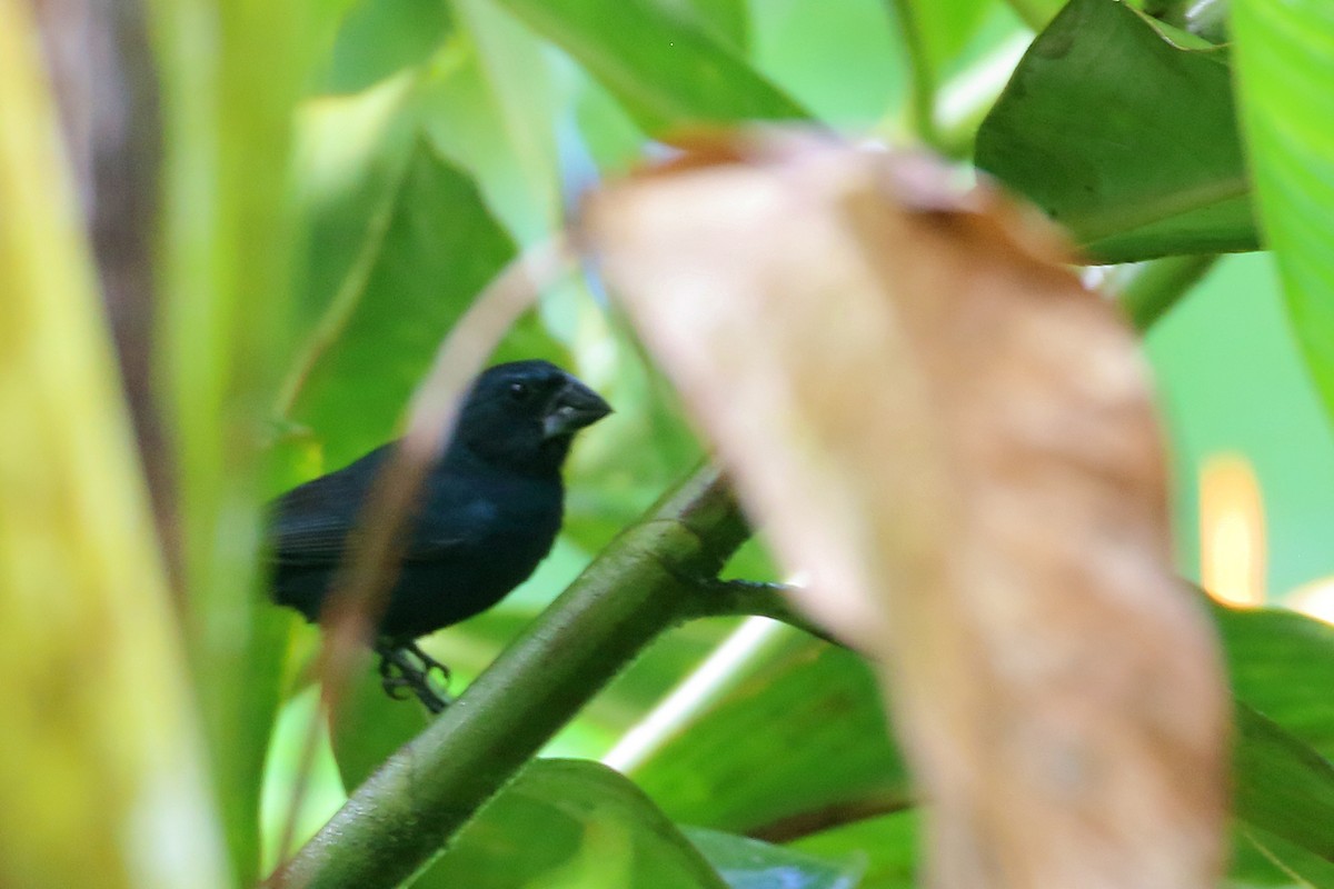 Blue-black Grosbeak - ML640801796