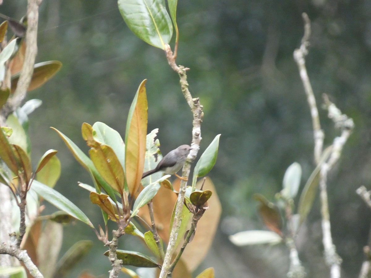 Pygmy Tit - ML640801843