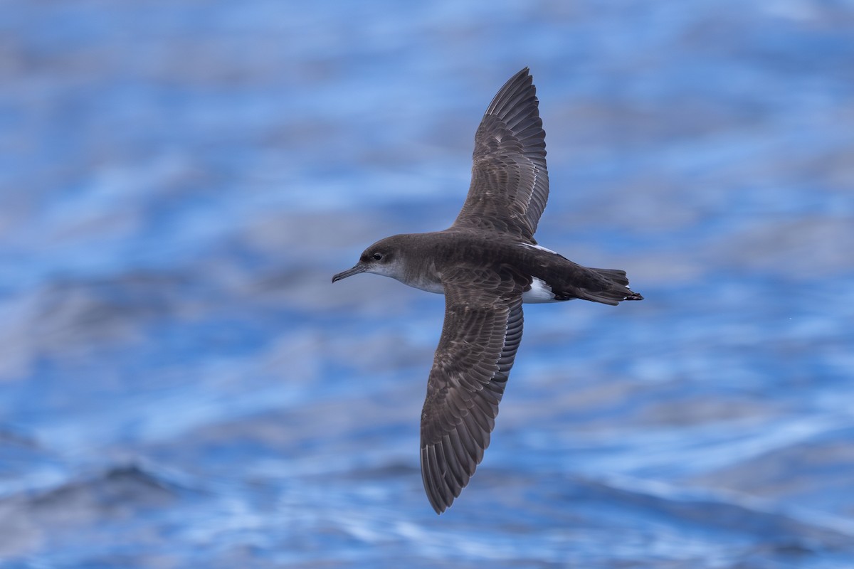 Fluttering Shearwater - ML640801845