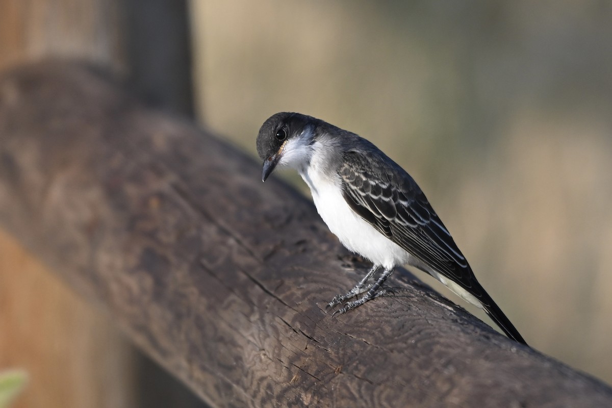 Eastern Kingbird - ML640801910