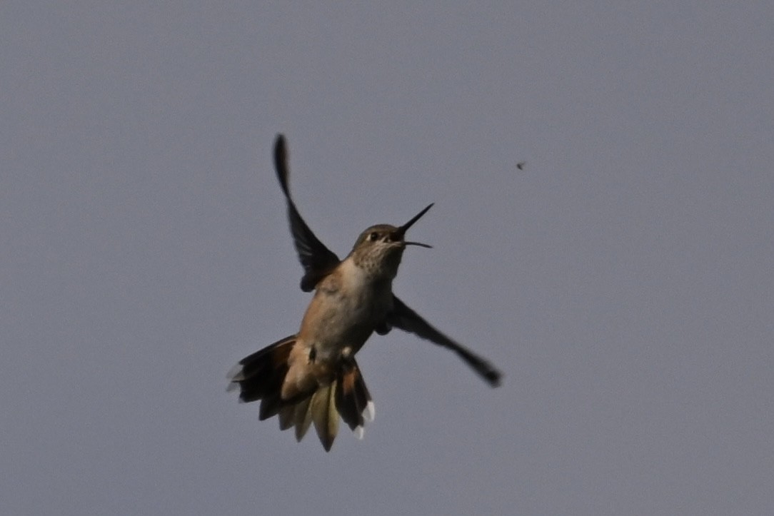 Broad-tailed Hummingbird - ML640801915