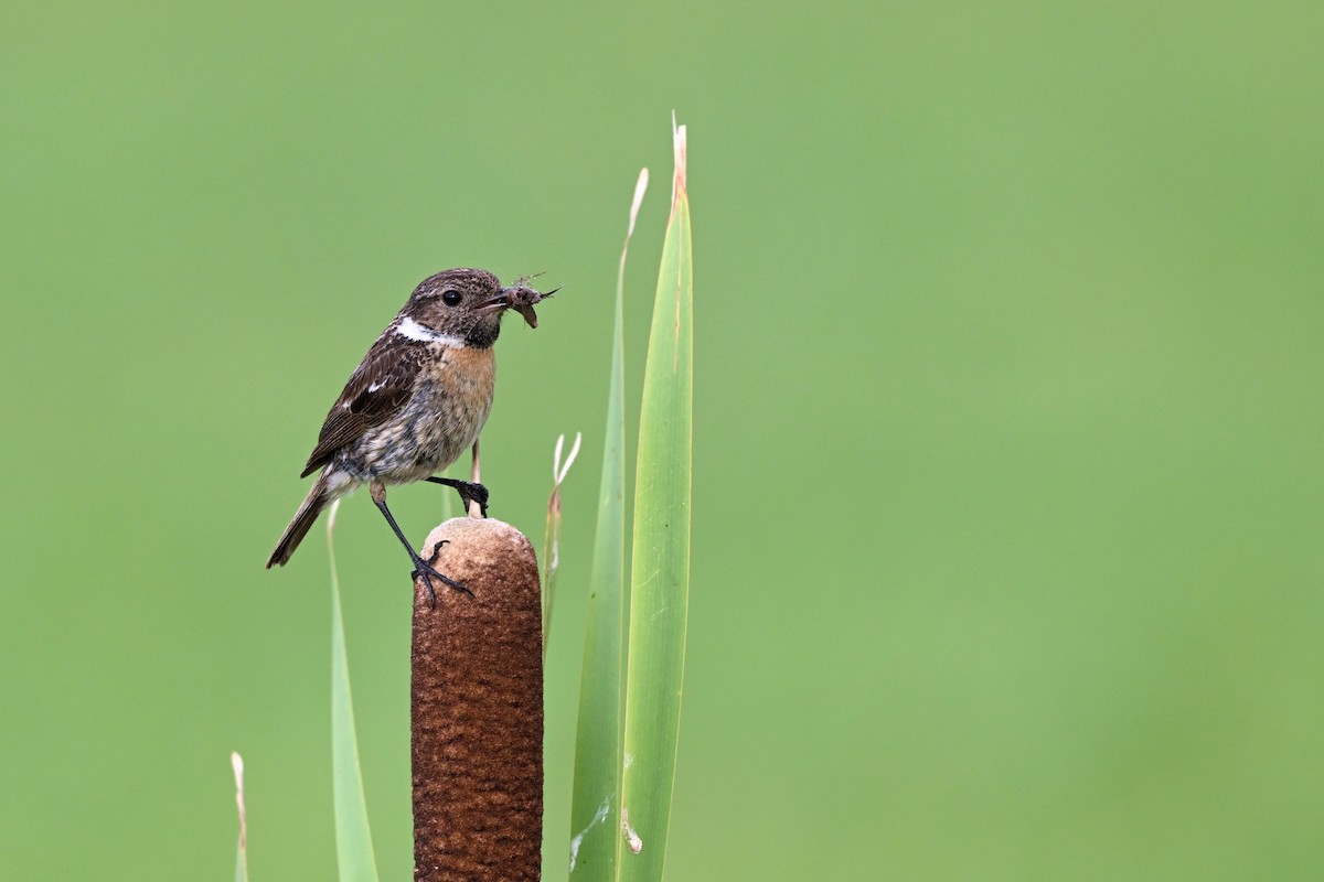European Stonechat - ML640801927
