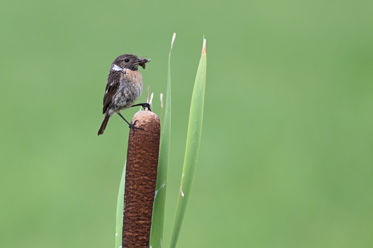 European Stonechat - ML640801928