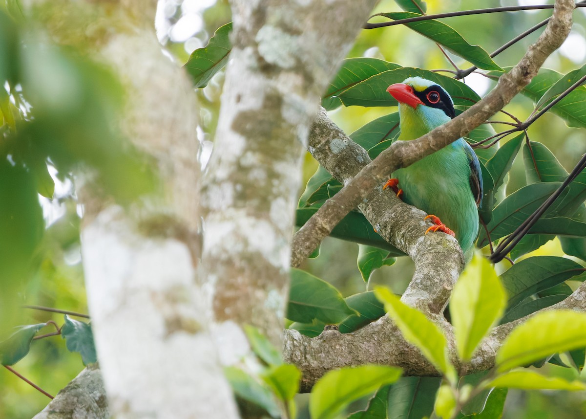 Common Green-Magpie (Common) - ML640801961
