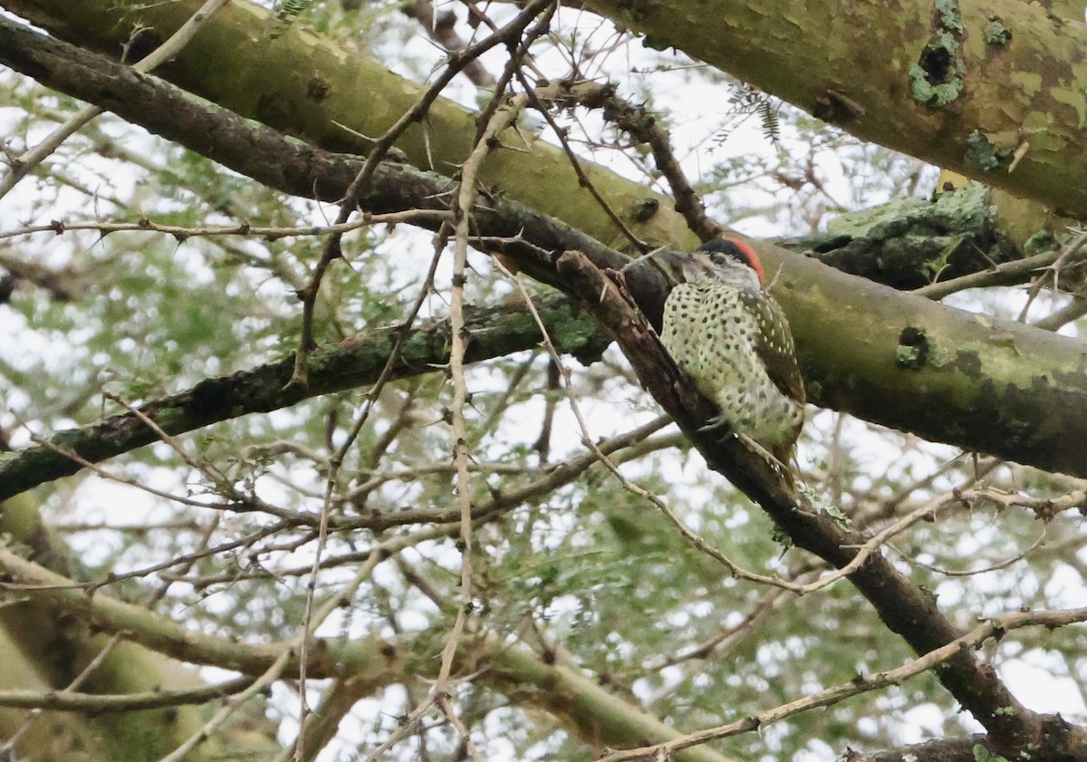 Green-backed Woodpecker - ML640801993