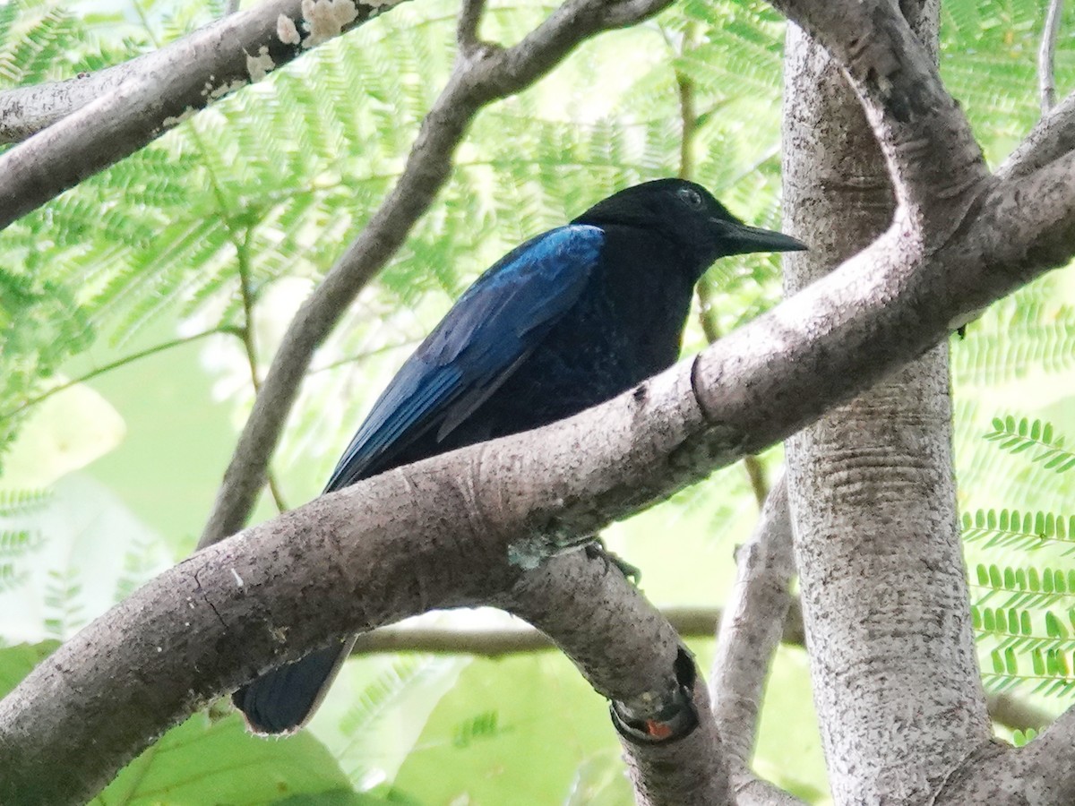 Malabar Whistling-Thrush - ML640802024