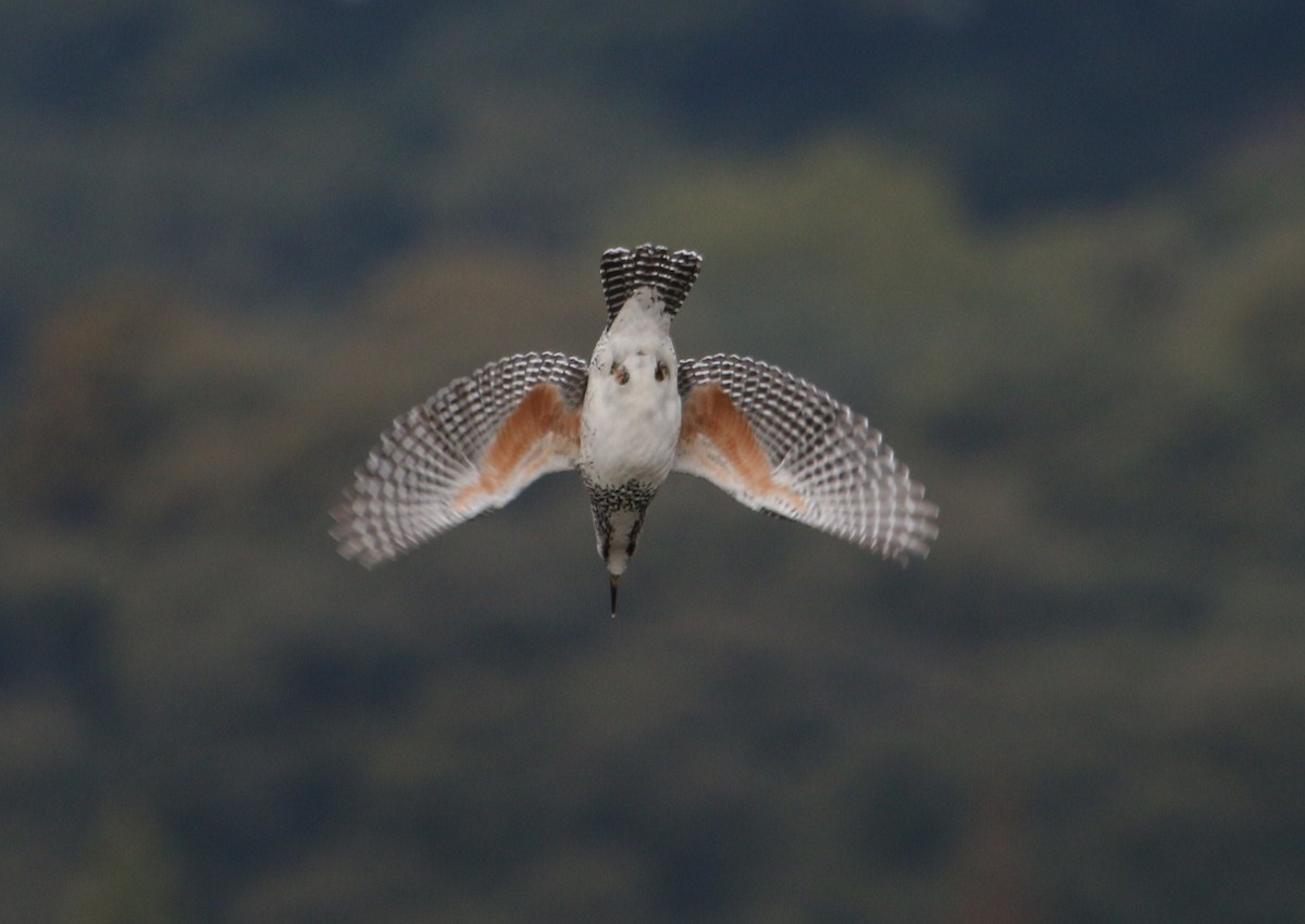 Crested Kingfisher - ML640802030