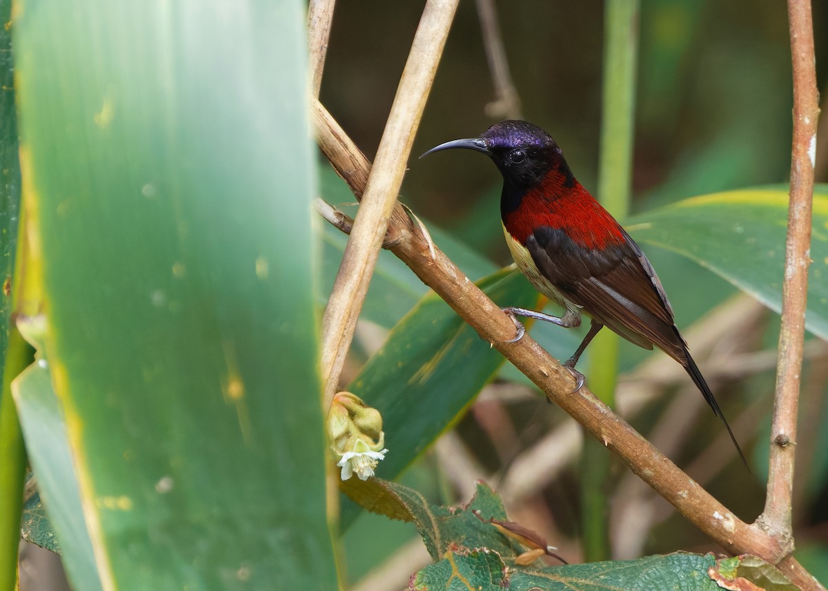 Black-throated Sunbird (Black-throated) - ML640802039