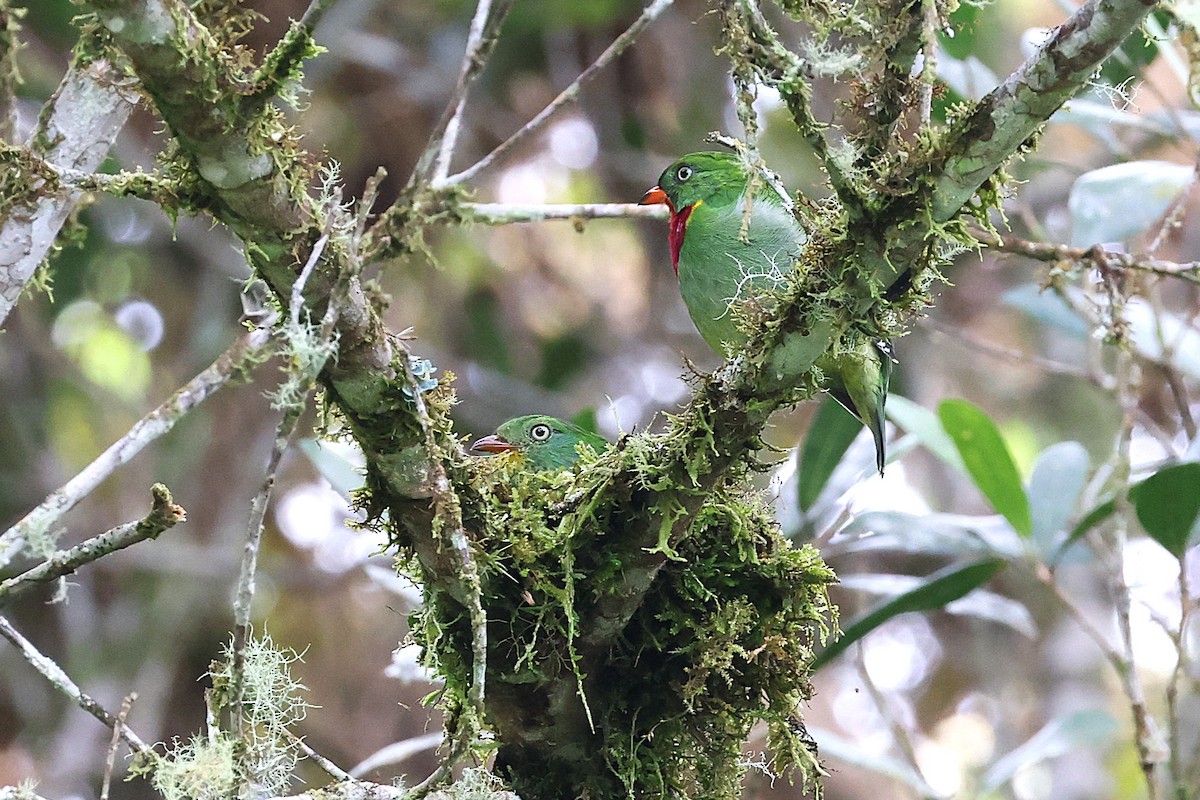 kotinga ohnivohrdlá - ML640802043