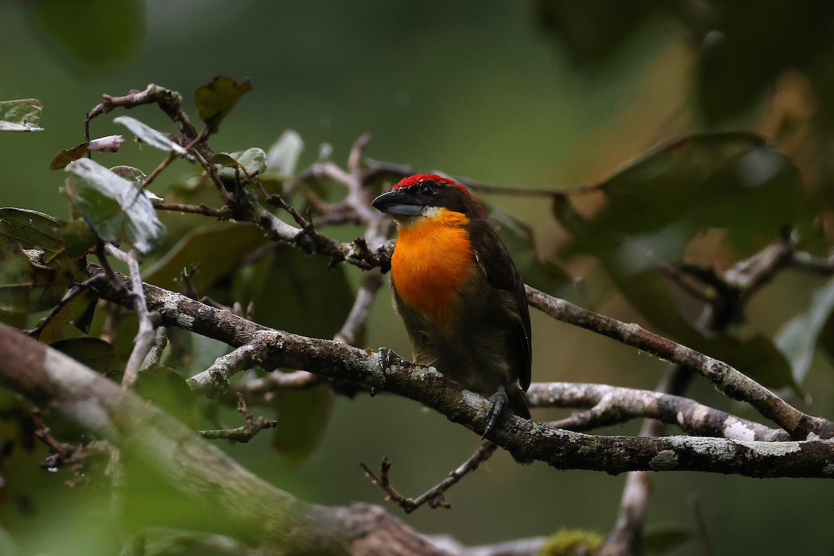 Scarlet-crowned Barbet - ML640802099