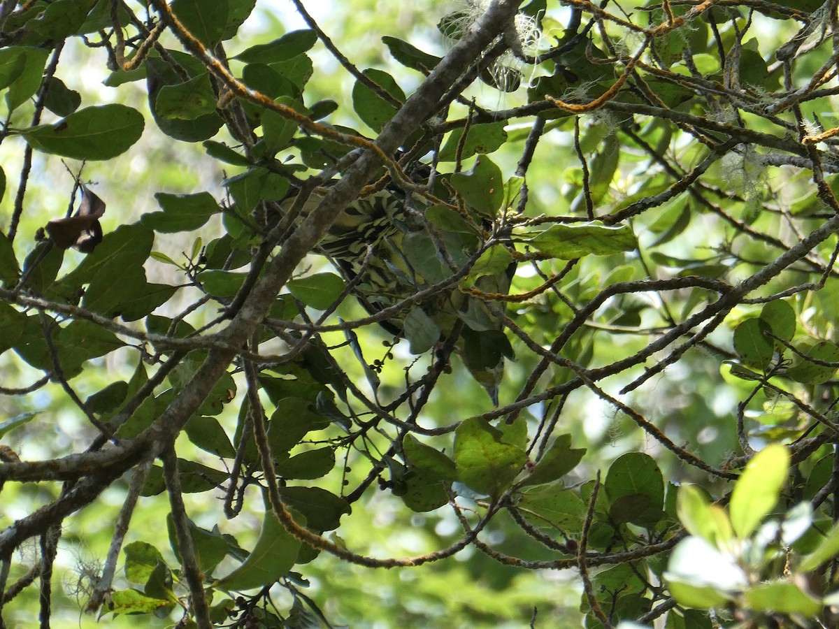 Wedge-tailed Green-Pigeon - ML640802112