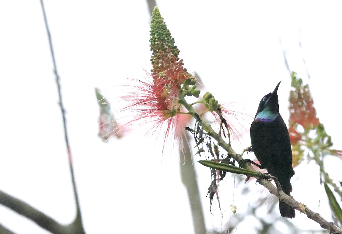 Green-headed Sunbird - ML640802149