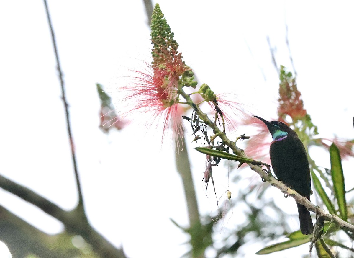 Green-headed Sunbird - ML640802150