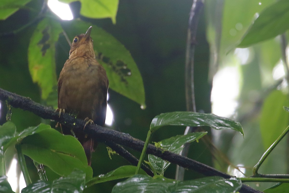 Fawn-throated Foliage-gleaner - ML640802153