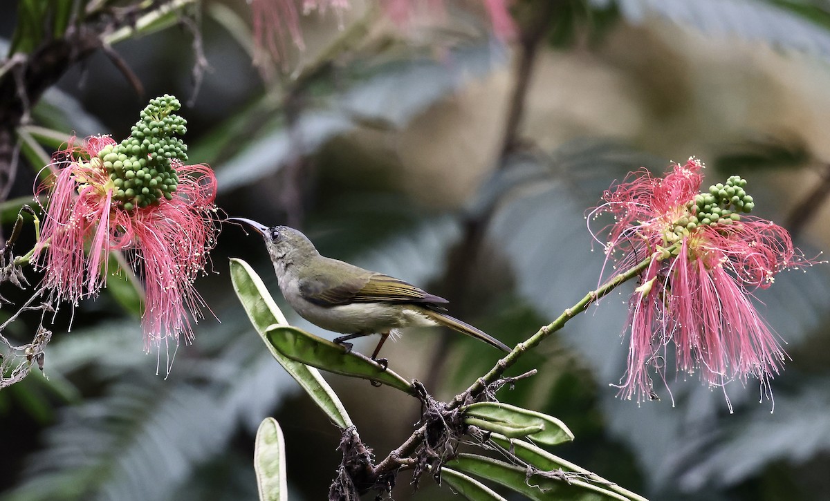 Olive Sunbird - ML640802194