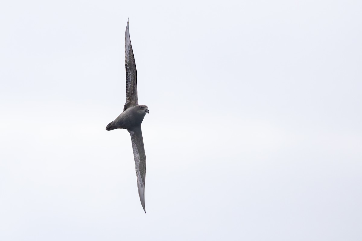 Great-winged Petrel - ML640802209