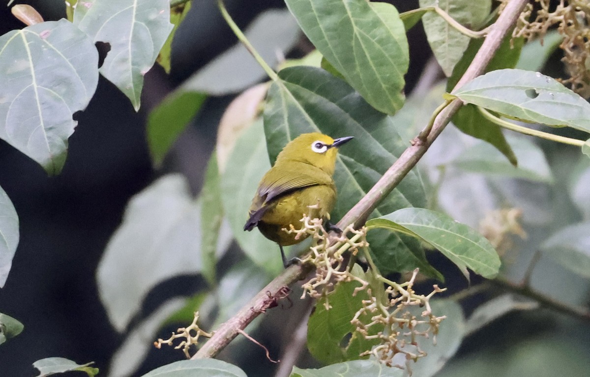 Green White-eye - ML640802220