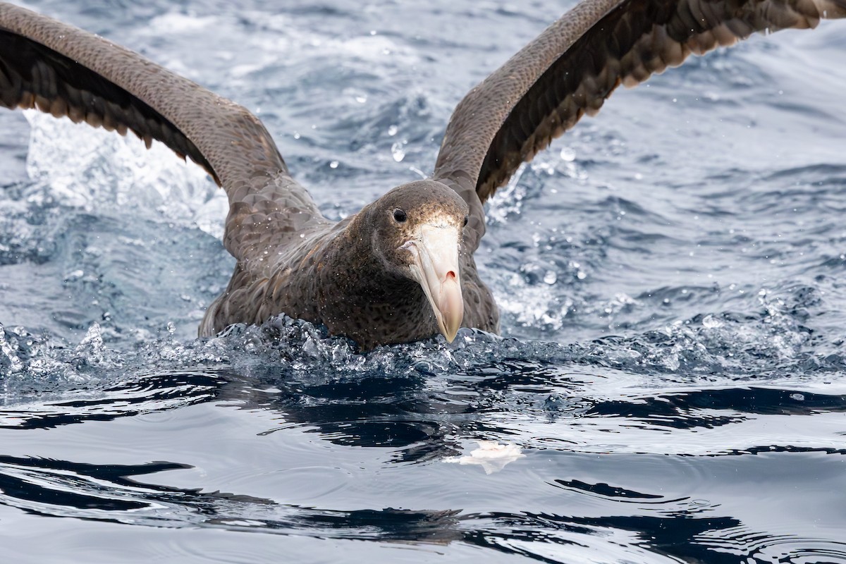 Northern Giant-Petrel - ML640802222