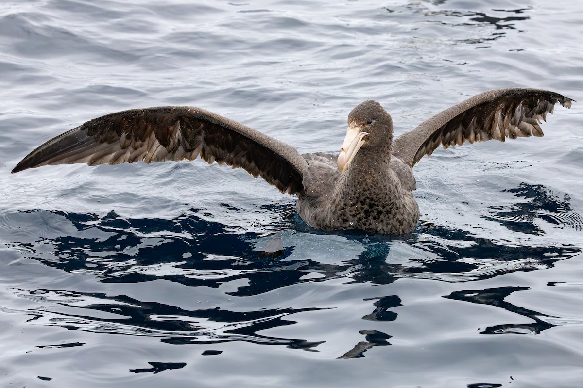 Northern Giant-Petrel - ML640802243