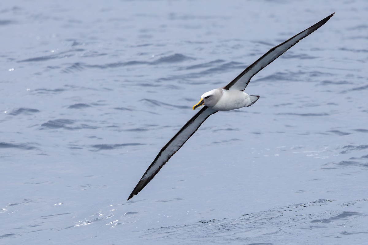 Buller Albatrosu - ML640802247