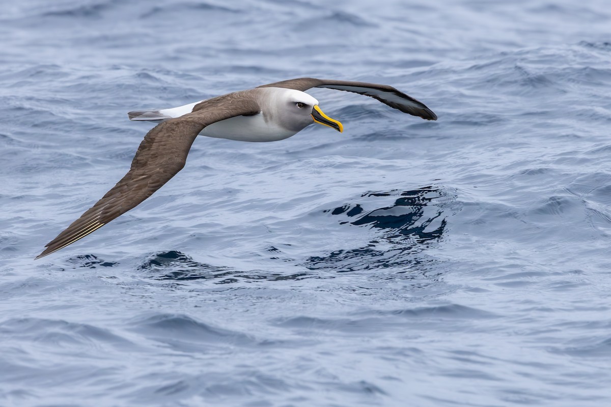 Buller Albatrosu - ML640802248